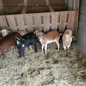 Meet your Posher, Jeramie